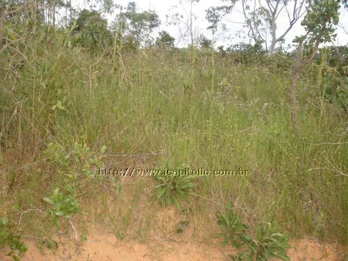 Lote para Vender em Ponta do Sol