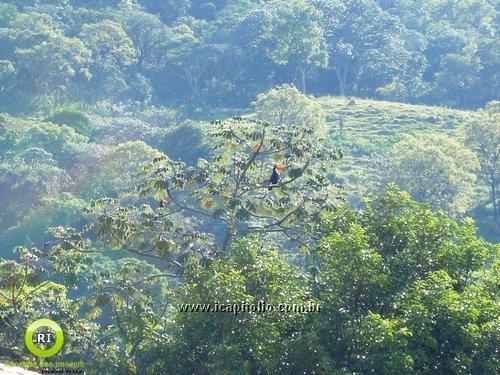 Rancho para Alugar em Funil